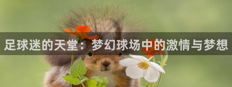 足球迷的天堂：梦幻球场中的激情与梦想