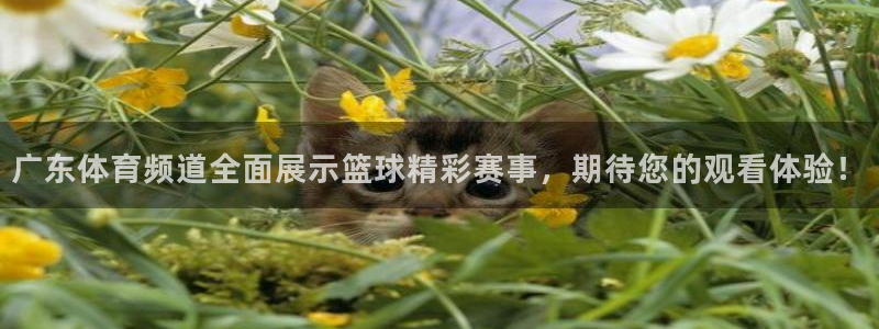 广东体育频道全面展示篮球精彩赛事，期待您的观看体验！